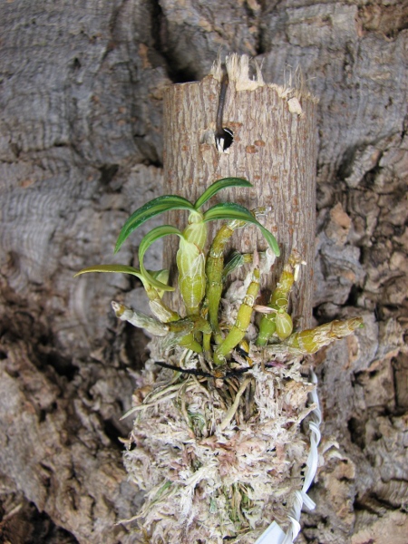 Dendrobium moniliforme Tennyokan.JPG