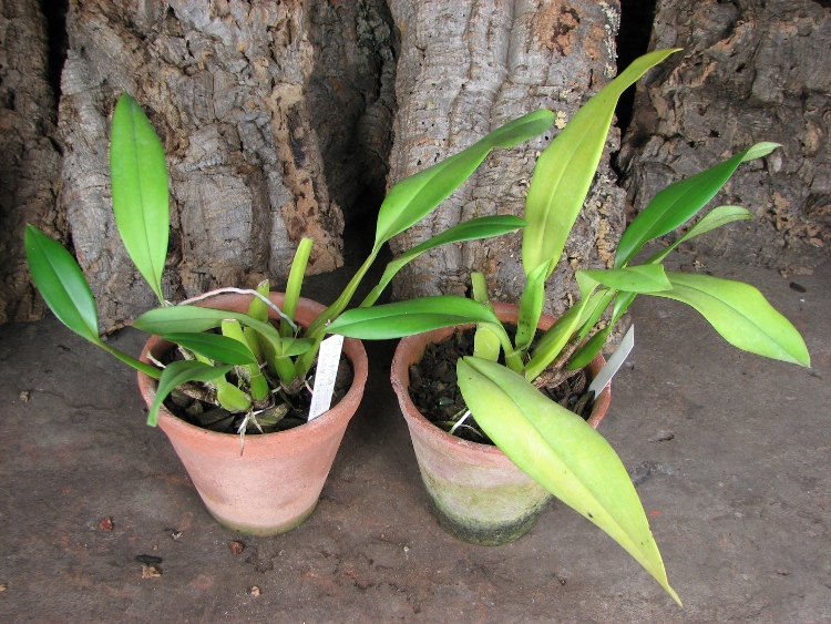 Trichopillia Senne Star (tortilis 'large' x turialbae 'alpha').JPG