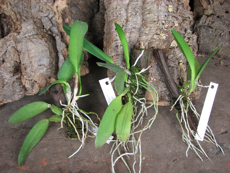 Laelia alaori suave 'Binot' x Cattleya luteola 'Big Star'.JPG