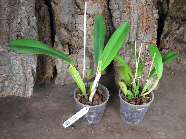 Cattleya trianae tipo 'Binotti' x Cattleya trianae orlata 'Dan'.JPG
