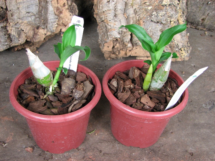 Catasetum pileatum 'Jumbo Green Gold'.JPG