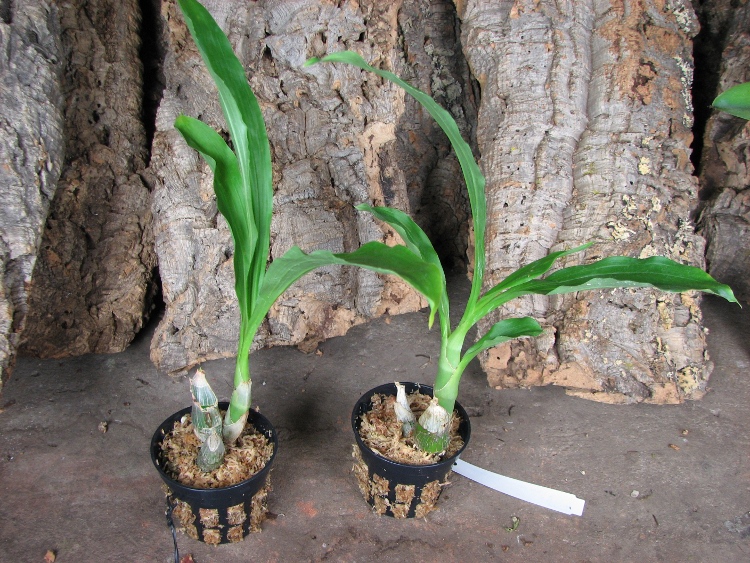 Catasetum pileatum 'Oro Verde'.JPG