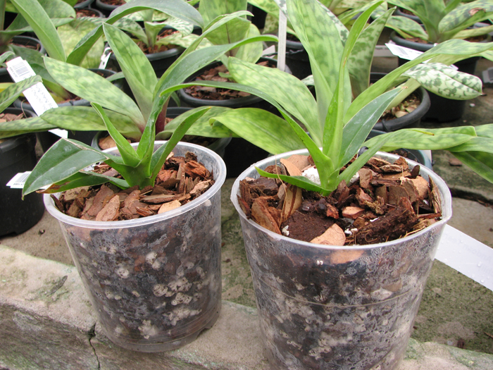 Phragmipedium Andean Tears (wallisii x kovachii).jpg