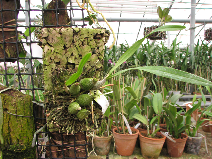 Encyclia mariae x Encyclia tampense semi-alba.jpg