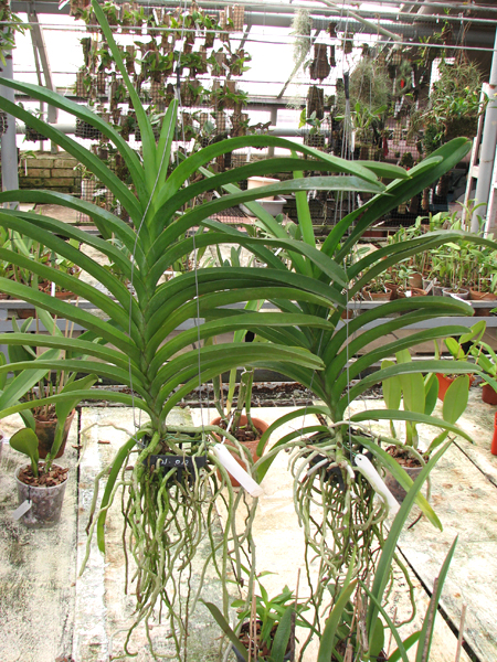 Vanda Siriporn Pink.jpg
