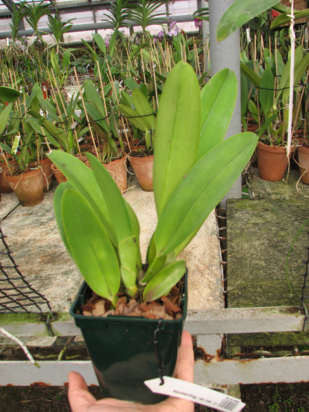 Cattleya rex var Moyobamba.jpg