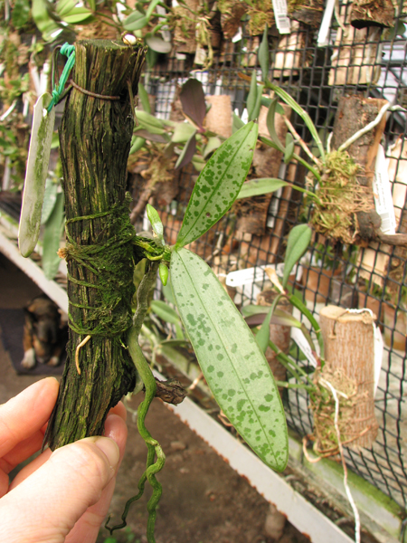 Phalaenopsis lindenii.jpg