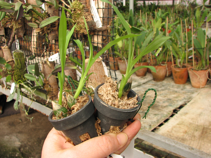 Clowesia rossi.jpg