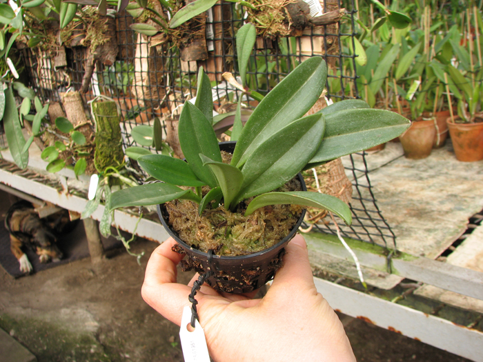 Masdevallia descendens.jpg