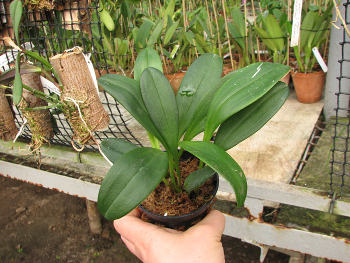 Masdevallia veitchiana x decumana.jpg