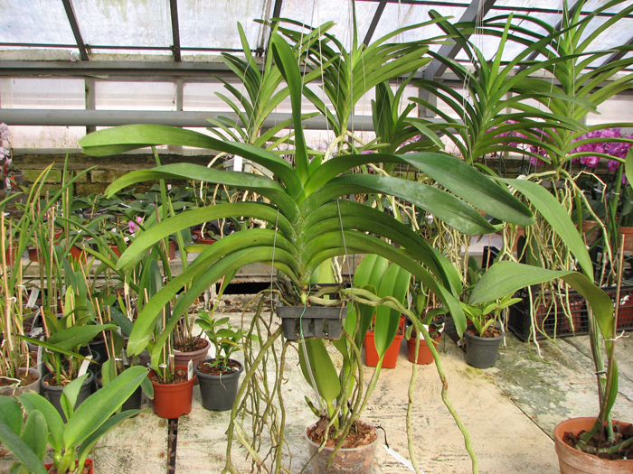 Vanda Vivan x Ascda Kultana Flame.jpg
