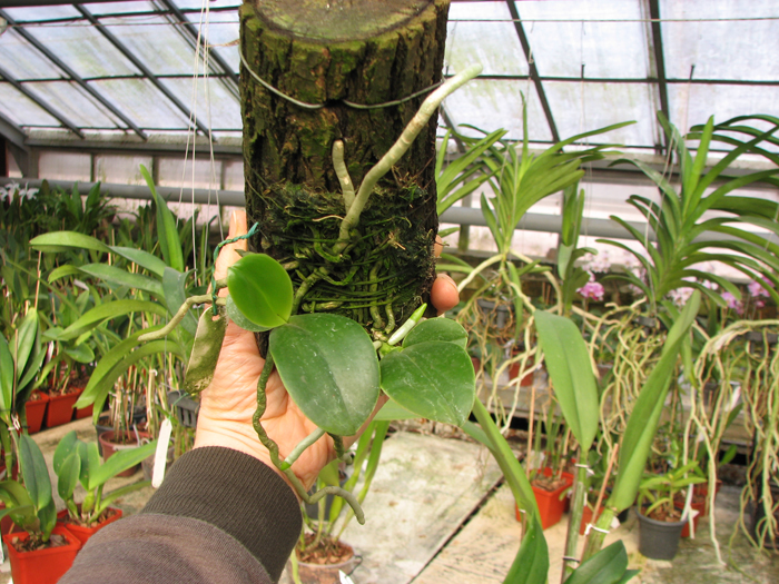 Phalaenopsis pulchra.jpg