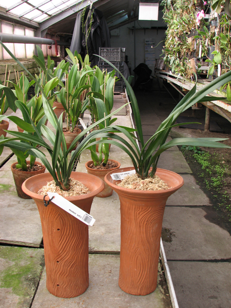 Cymbidium sinense.jpg