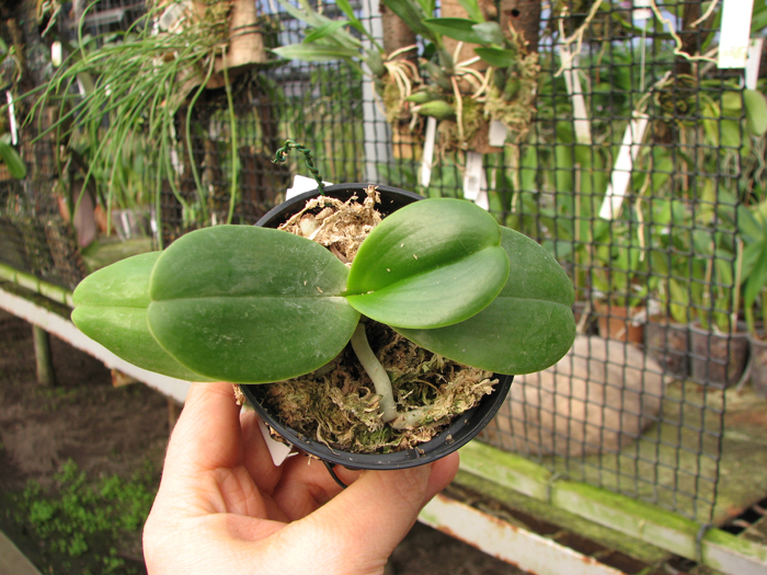 Sedirea japonica.jpg