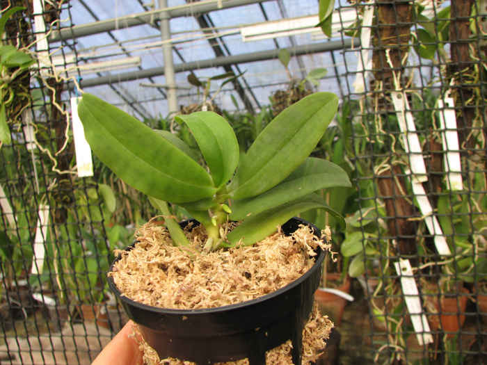 Gastrochilus japonicus.jpg