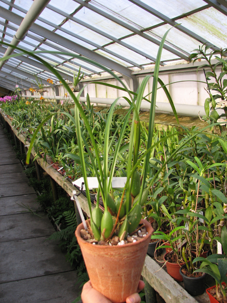 Maxillaria tenuifolia.jpg
