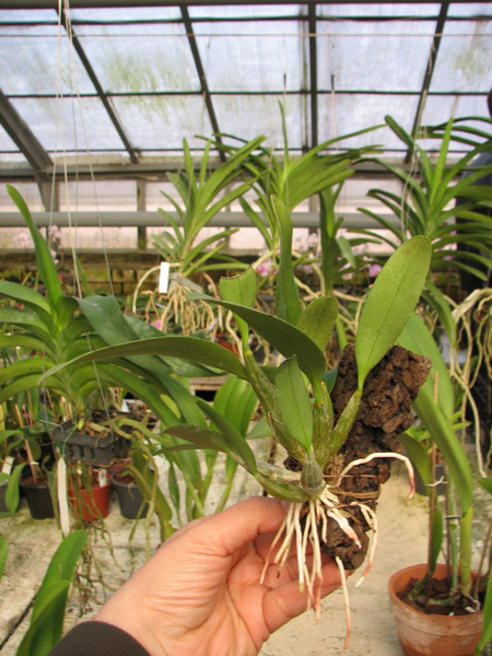 Dendrobium aggregatum.jpg