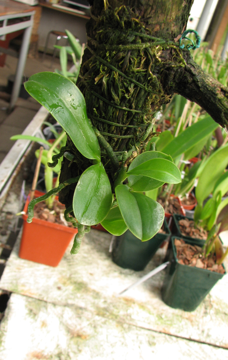 Phalaenopsis pulchra.jpg