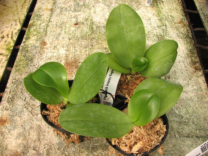 Phalaenopsis KS Happy Eagle.JPG