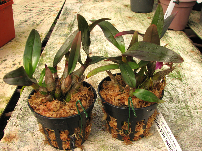 Dendrobium Hibiki (laevifolium x bracteosum).jpg