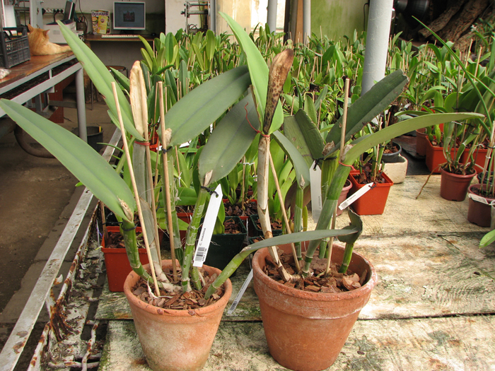 Cattleya maxima.jpg