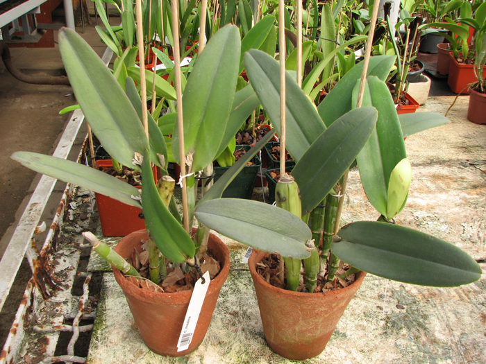 Cattleya maxima.jpg