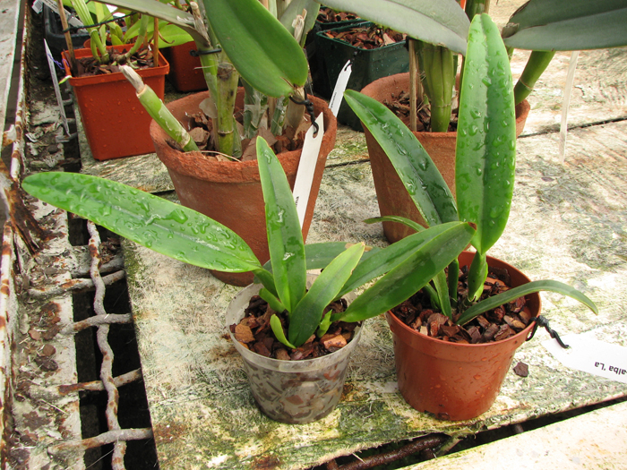 Cattleya maxima semi-alba 'La Pedrena' x self.jpg