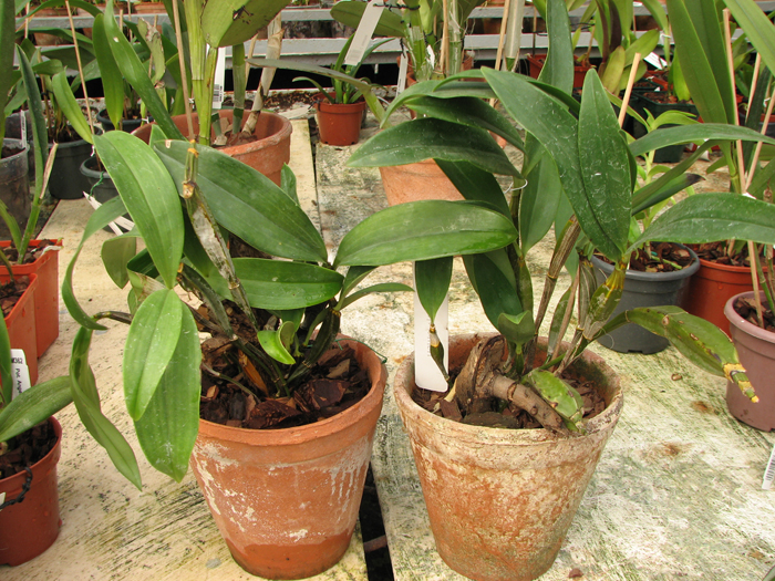 Dendrobium farmeri.JPG