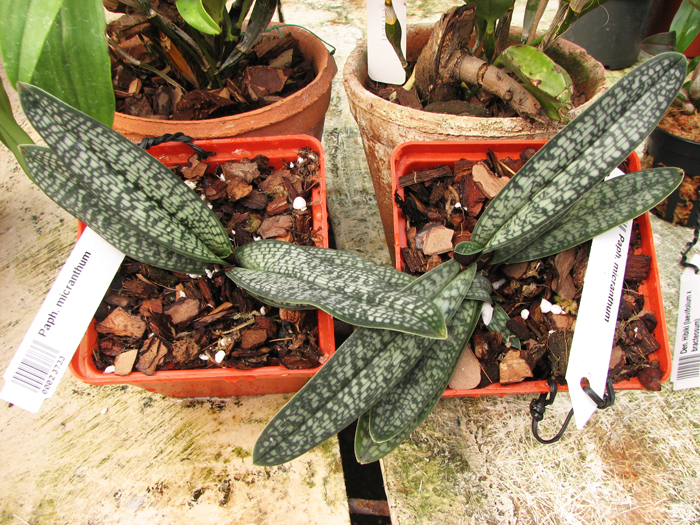 Paphiopedilum micranthum.jpg
