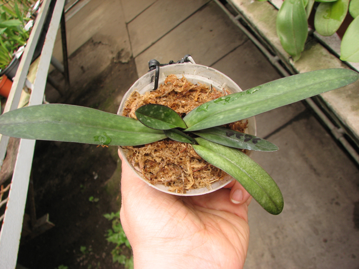 Paphiopedilum godefroyae 'Daya' x sib 'Darky'.jpg