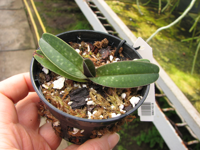 Paphiopedilum thaianum.jpg