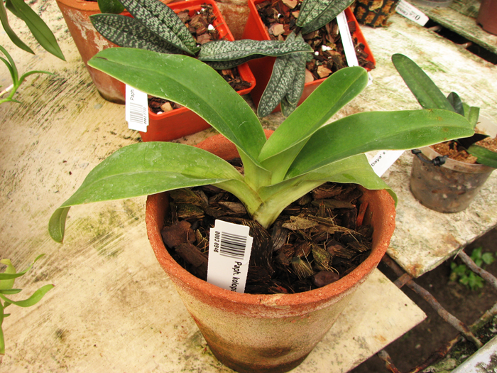Paphiopedilum kolopakingii var topperi.jpg