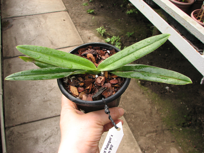Paphiopedilum Vanguard 'Pulongon' x Paphiopedilum hangianum '#10'.jpg