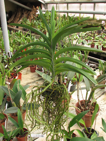 Vanda Lumpini Red x Vanda Dr Anek.jpg