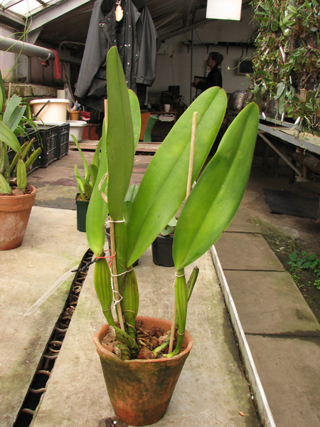 Cattleya rex var Moyobamba.jpg