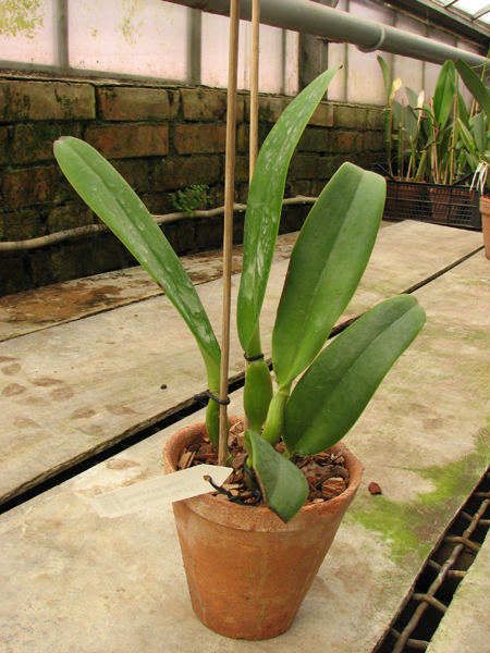 Potinara Charmides 'Miura' (Laeliocattleya Bonanza x Potinara Medea).jpg