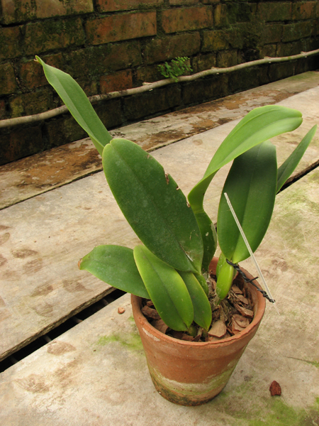 Rhyncholaeliocattleya Always Dream 'Volcano Queen' (Lucky Man x Hawaiian Ovation).jpg