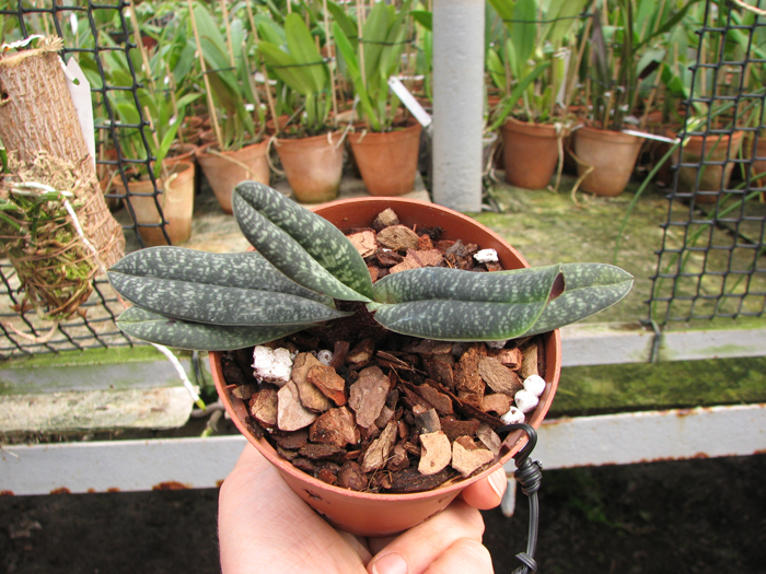 Paphiopedilum armeniacum 'DB' x sib.jpg