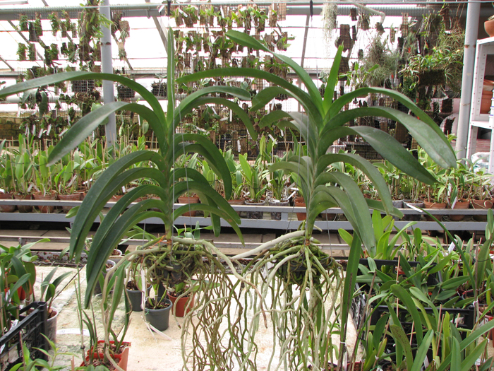 Vanda Sankhamphaeng x Vanda Patcharee's Delight.jpg