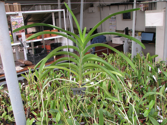 Vanda Thananchai x Ascocenda Kultana Brown.jpg