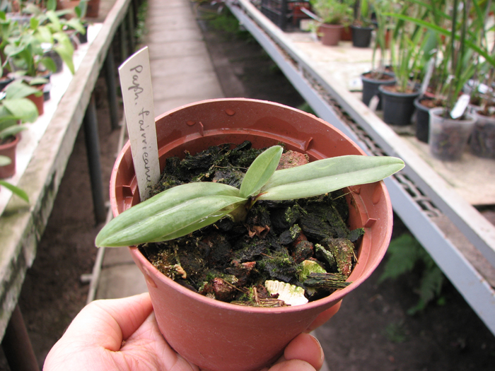 Paphiopedilum fairrieanum.jpg