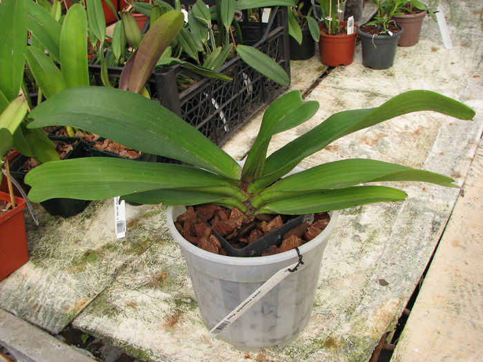 Rhynchostylis gigantea spot.jpg