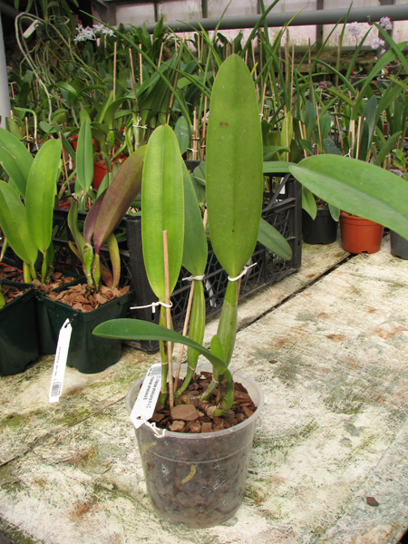 Cattleya trianae amesiana A x Cattleya trianae amesiana B.jpg