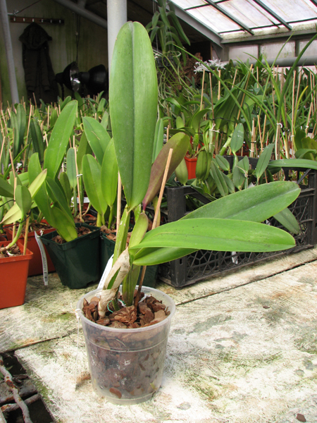 Cattleya trianae tipo 'Binotti' x Cattleya trianae orlata 'Dan'.jpg