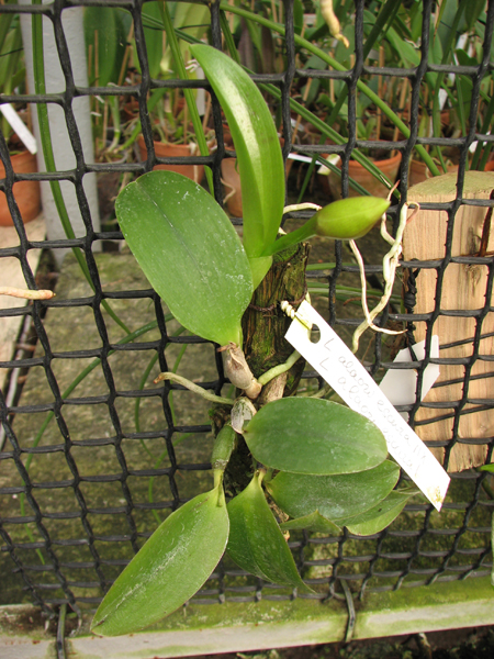 Laelia alaori escura II x Laelia alaori escura I.jpg