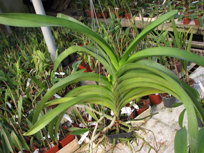 Vanda Rasri Gold x Vanda sanderiana alba x Vanda Thananprai.jpg