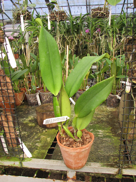Rhyncholaeliocattleya Taichung Beauty 'Chi-Ming' (Brassolaeliocattleya Pamela Finney x Potinara Elegant Dancer).jpg