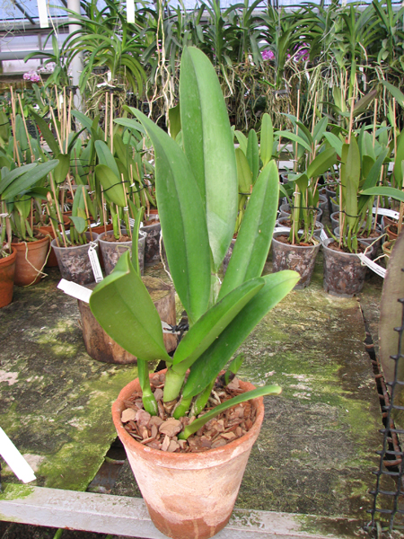 Rhyncholaeliocattleya Blanche Aisaka 'Yuki' (Brassolaeliocattleya Meditation x Laeliocattleya Stephen Oliver Fouraker).jpg