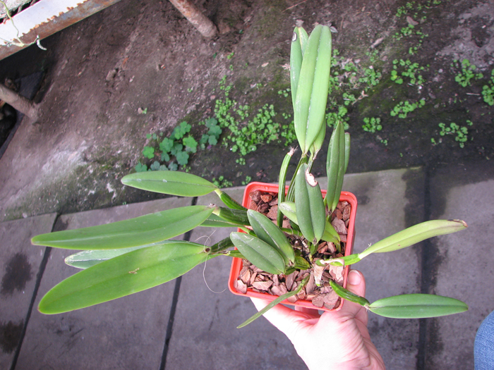 Cattleya luteola.jpg