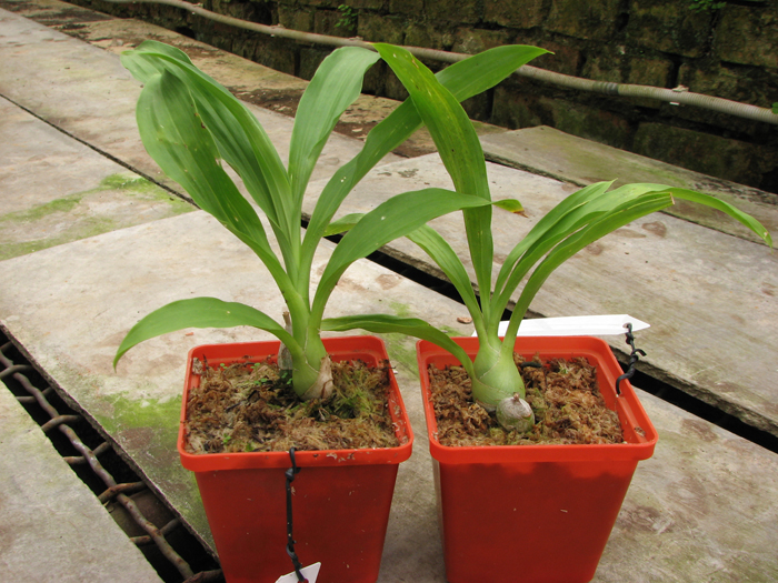 Monnierara Millenninum Magic 'Witchcraft'.jpg